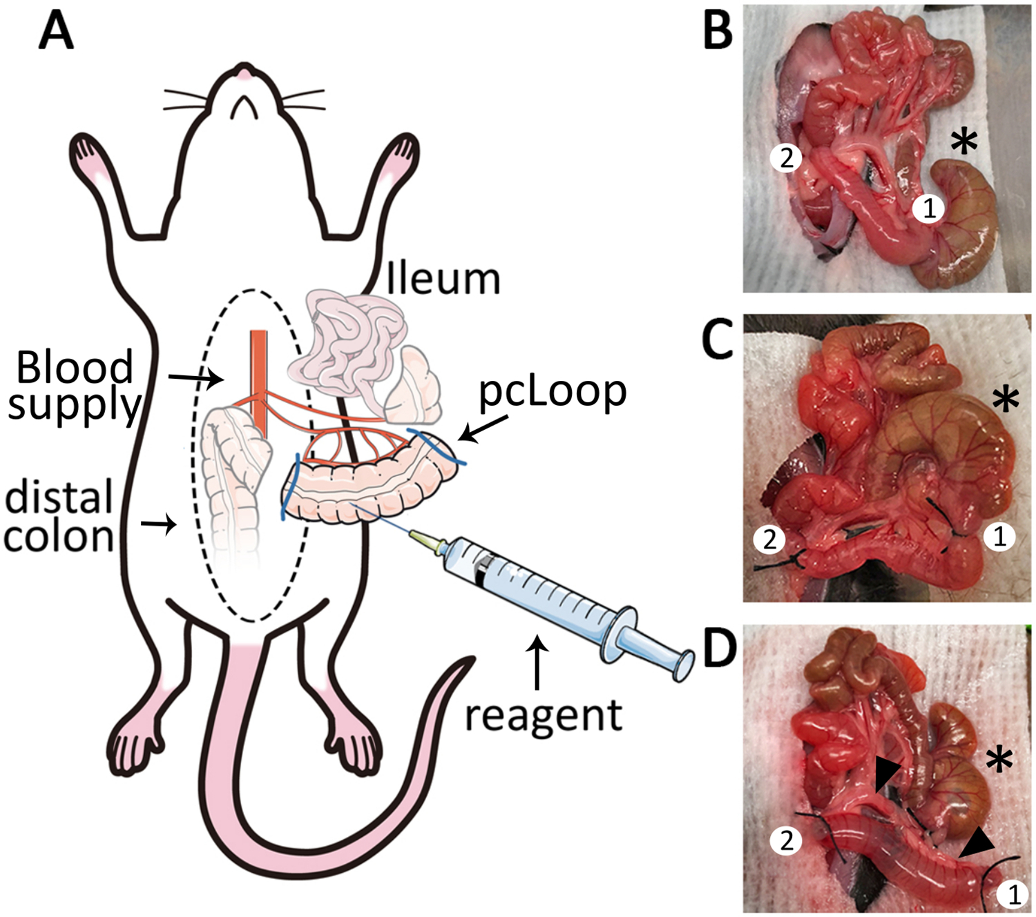 Figure 2: