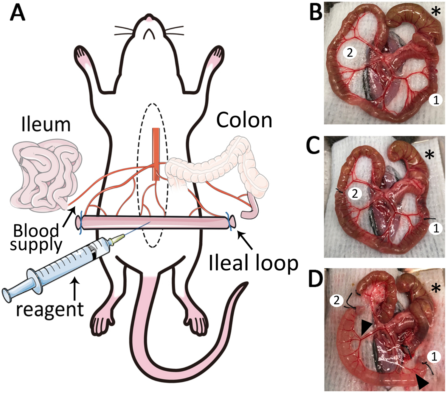 Figure 1: