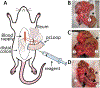 Figure 2: