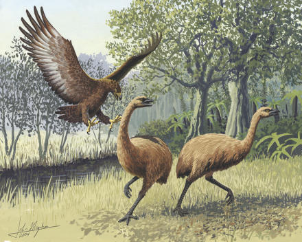 Giant Haast's eagle attacking New Zealand moa (Art: John Megahan)