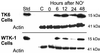 Fig 6.