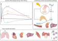 Graphical Abstract