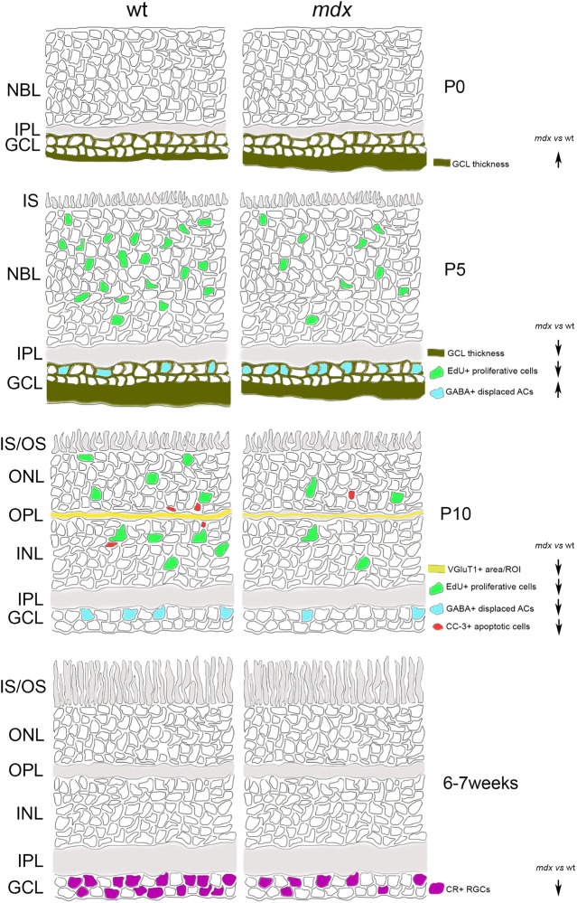 FIGURE 13