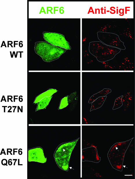 FIG. 8.