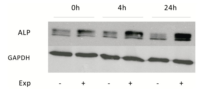 Fig. (5)