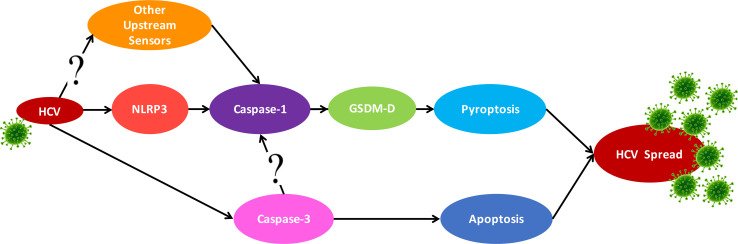 Figure 7