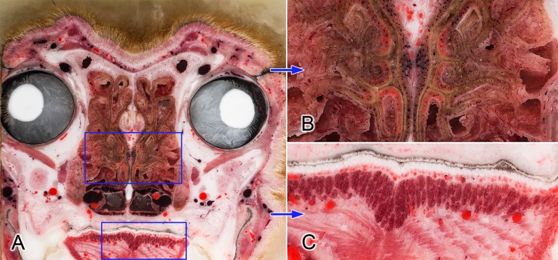 Fig 3