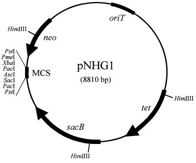 FIG. 1