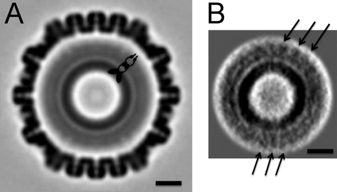 FIG 6 