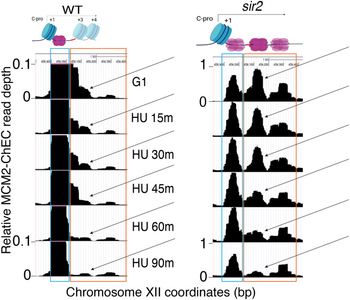 Figure 5-figure supplement 2.