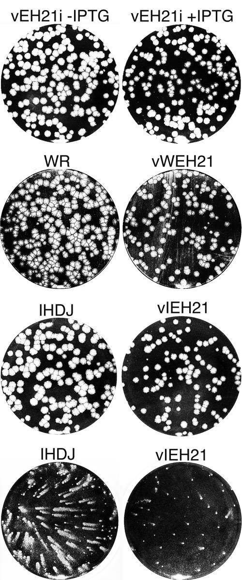 FIG. 7.