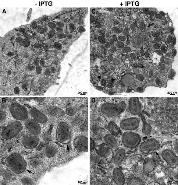 FIG. 6.