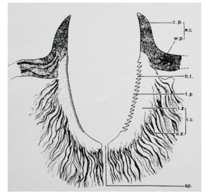 Fig. 18.