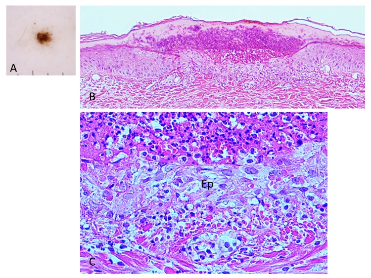 Fig. 9.