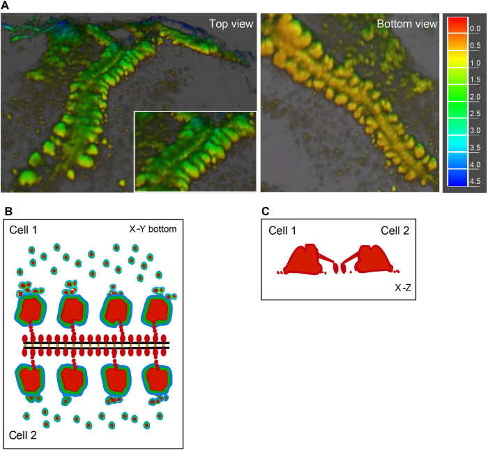 FIGURE 11: