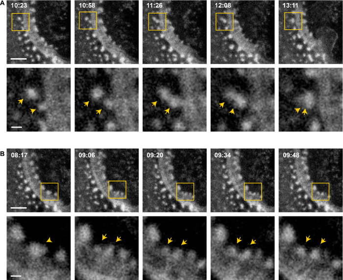 FIGURE 6: