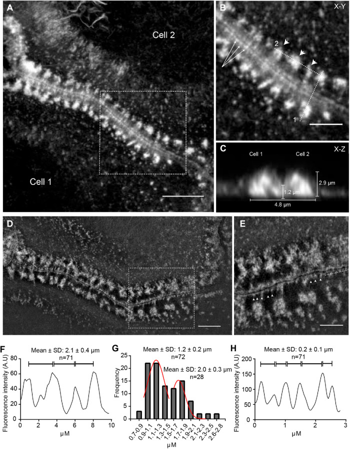 FIGURE 3: