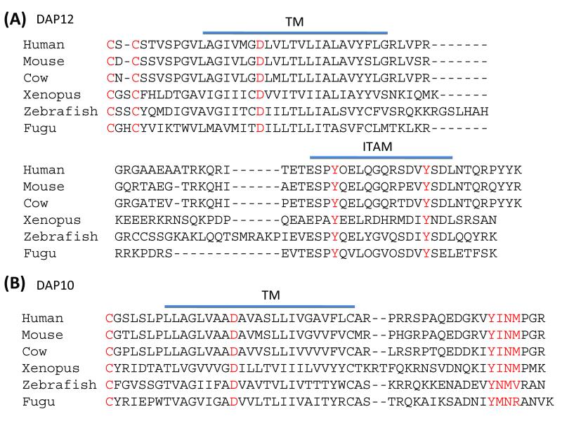 DAP10- and DAP12-associated receptors in innate immunity - PMC