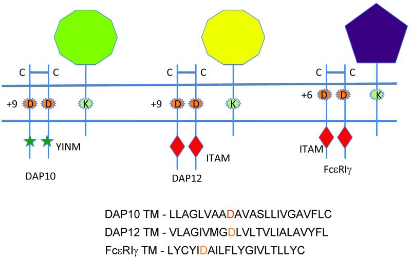 DAP10- and DAP12-associated receptors in innate immunity - PMC