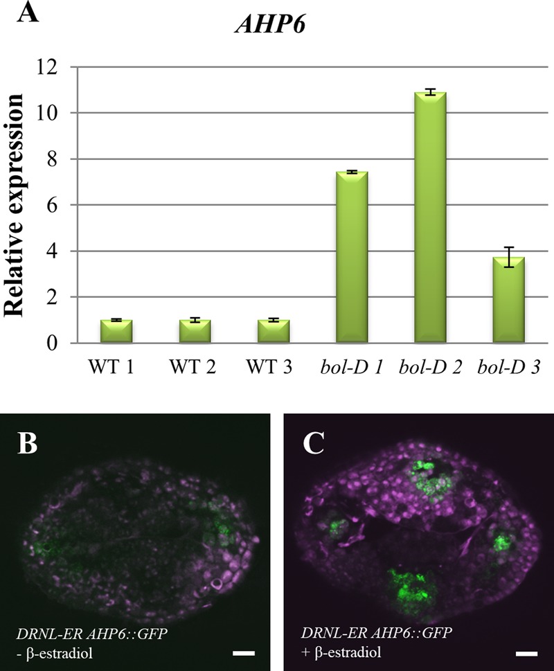 FIGURE 4