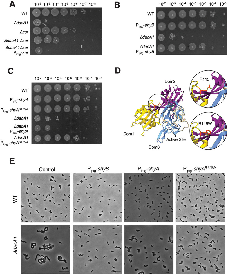 Fig 4