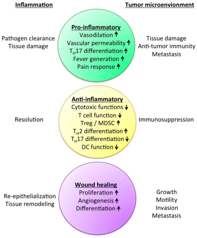 Multifaceted roles of PGE2 in inflammation and cancer - PMC