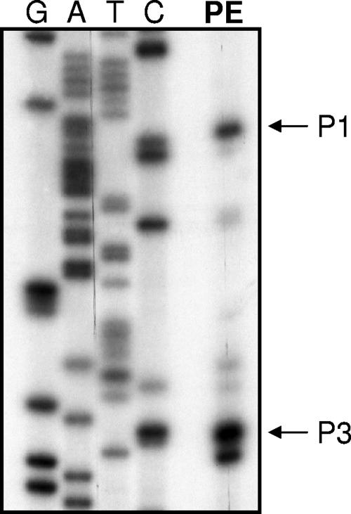 FIG. 2.