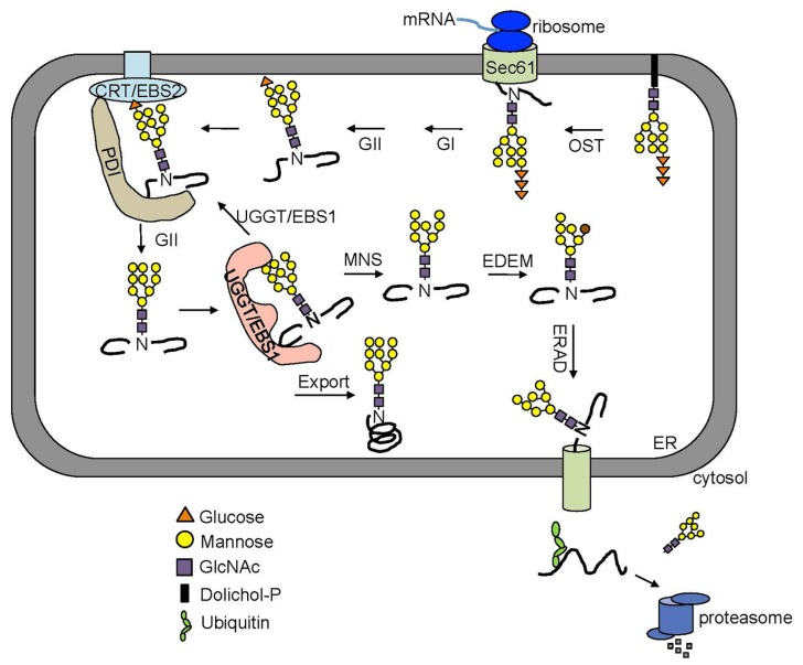 FIGURE 2