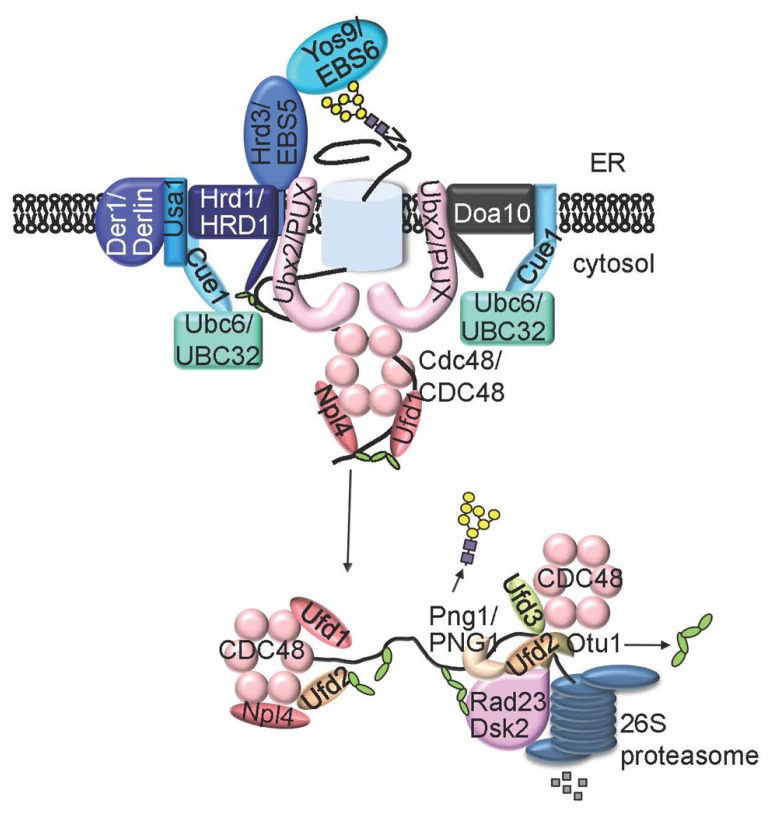 FIGURE 3