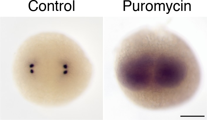 Figure 4—figure supplement 1.