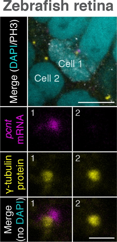 Figure 2—figure supplement 2.