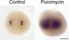 Figure 4—figure supplement 1.