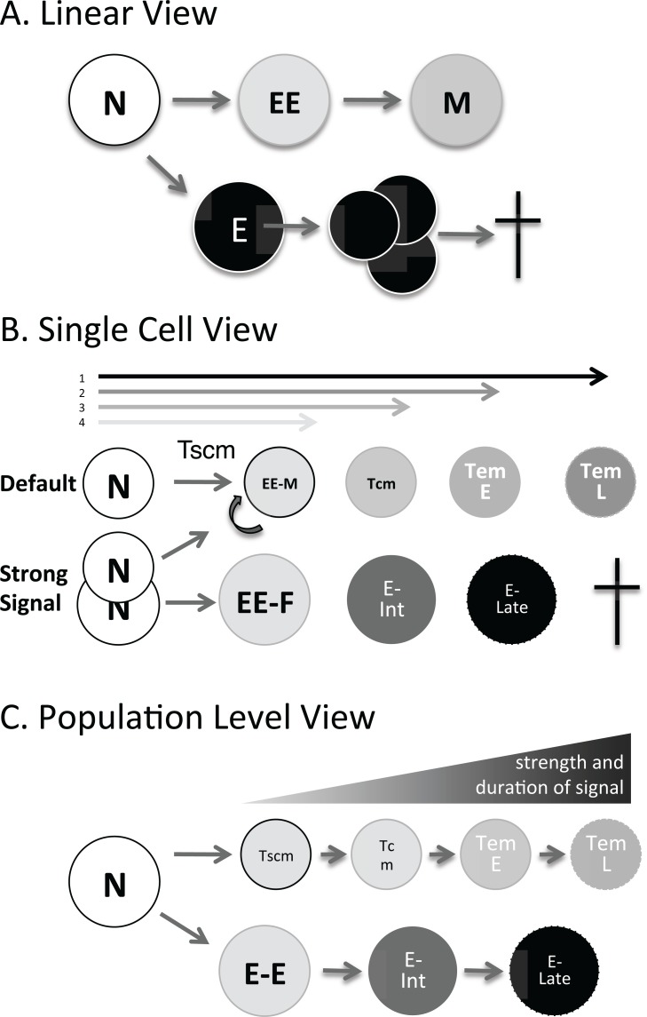 Fig. (2)