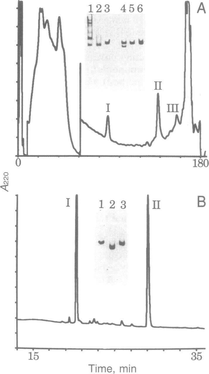 graphic file with name pnas01032-0164-c.jpg