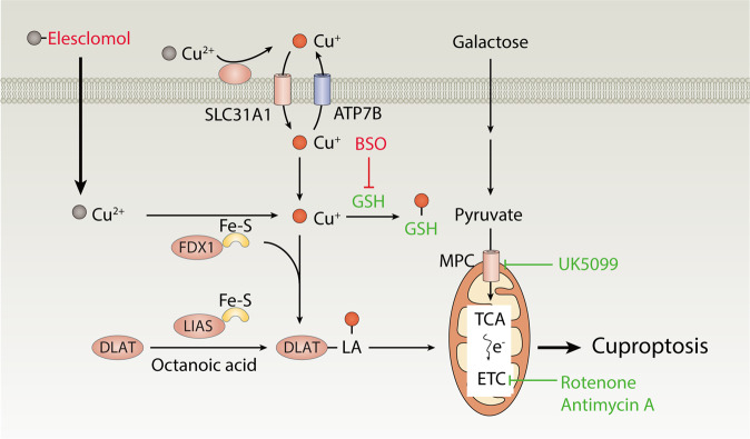 Fig. 1