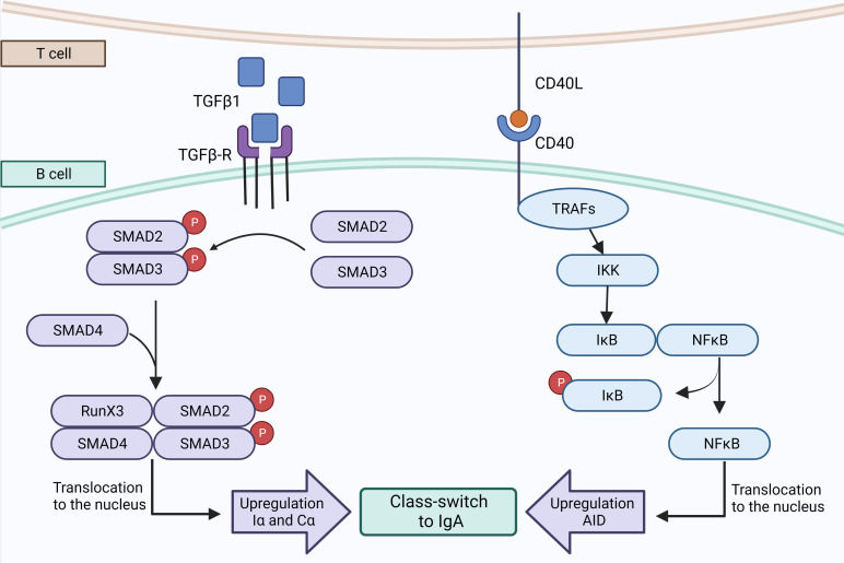 Figure 3