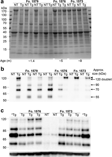 Fig. 5