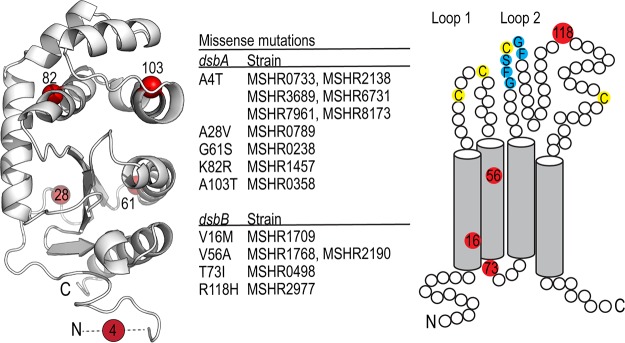 FIG 1