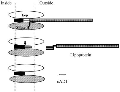 FIG. 5.