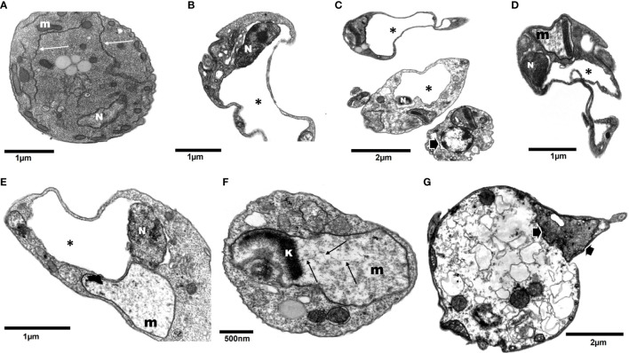 Figure 5