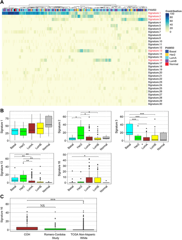 Figure 3. Mutational signatures. A, Unsupervised clustered heatmap of contributions from each mutational signature for the 146 tumors. Significant signatures are highlighted in red. PAM50 subtype for each tumor is shown on top of the heatmap. B, Box plot comparisons of the contributions of the five significant mutational signatures (Signature 1, 2, 3, 13, 16) across the PAM50 subtypes. Statistical significance levels are indicated within the box plots. C, Box plot of signature 16 contributions in the 146 tumors from the Hispanic-Mexican cohort (COH), Romero-Cordoba study, and the non-Hispanic White tumors in TCGA dataset. Statistical significance levels are indicated within the box plot. NS, not significant, P > 0.05; *, P < 0.05; **, P < 0.01; ***, P < 0.001; Wilcoxon rank-sum test.