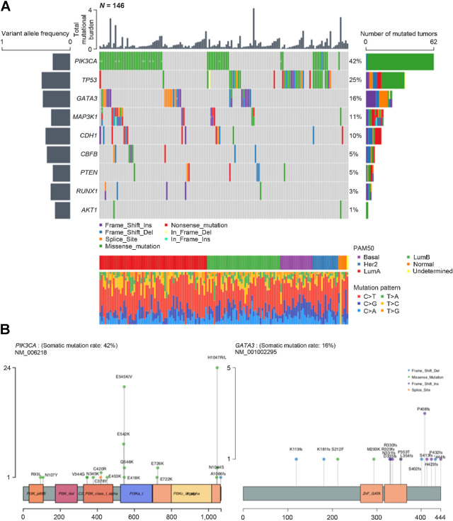 Figure 2. Tumor mutational burdens and somatic mutational profiles. A, Mutation plot of nine significantly mutated genes in the 146 tumors. Different mutation classifications are color coded. Numbers are shown where multiple mutations of the same classification were detected. Total mutational burden for each tumor is shown as a bar chart on top. The mean variant allelic frequency is shown for each gene on the left. PAM50 subtype and mutation pattern for each tumor are shown at the bottom. B, Lollipop plots of PIK3CA and GATA3 mutations within the 146 tumors. Mutation classifications are color coded and amino acid changes are specified for each mutation.