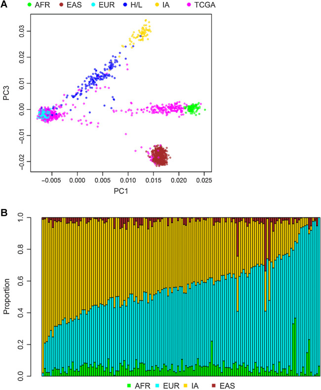 Figure 1. Ancestry of the cohort. Results of principal components analysis comparing the values for samples on principal component (PC) 1 (x-axis) and PC3 (y-axis) (A). Each dot represents the results from one individual. H/L, dark blue; TCGA, pink; and reference populations including African (AFR), Yoruban individuals from Nigeria from HapMap (light green); East Asians (EAS), Han Chinese from HapMap (brown); European American (EUR) from HapMap (light blue); and IA (yellow) from Mexico. PC2 (not shown) captures individuals of Asian and IA ancestry. B, Results from ADMIXTURE analysis. Each vertical bar represents estimate of ancestry from one individual. Ancestry is assigned for each individual as a fraction of either African (green), Asian (brown), European (light blue), or IA (yellow) ancestry.