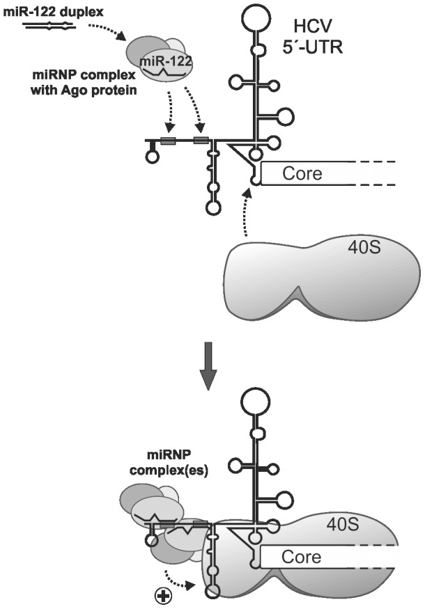 Figure 8