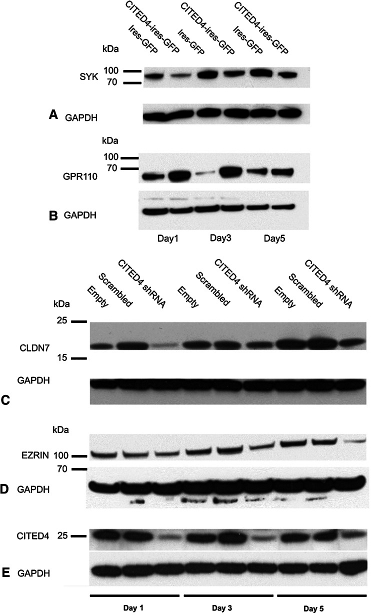 Fig. 5