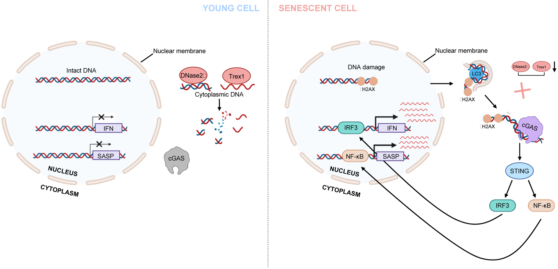 Figure 3: