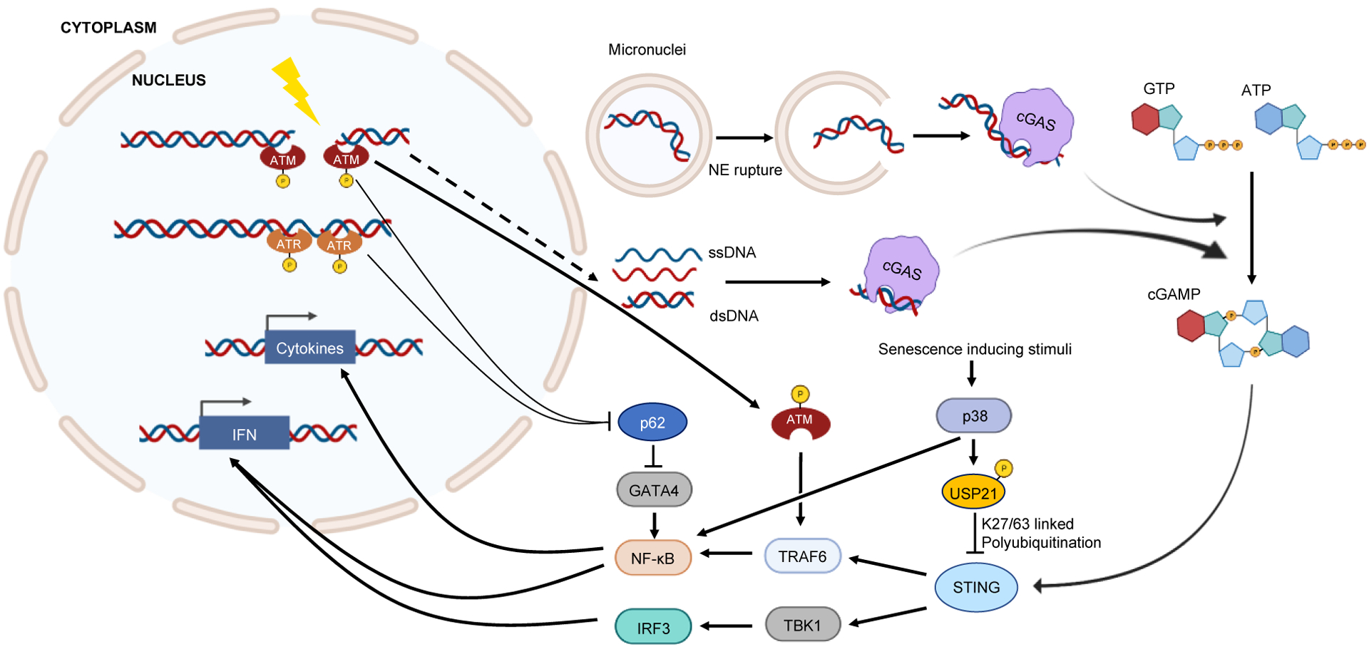 Figure 1: