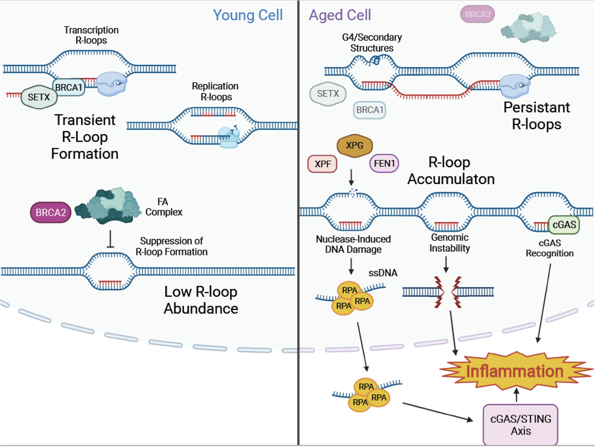 Figure 4: