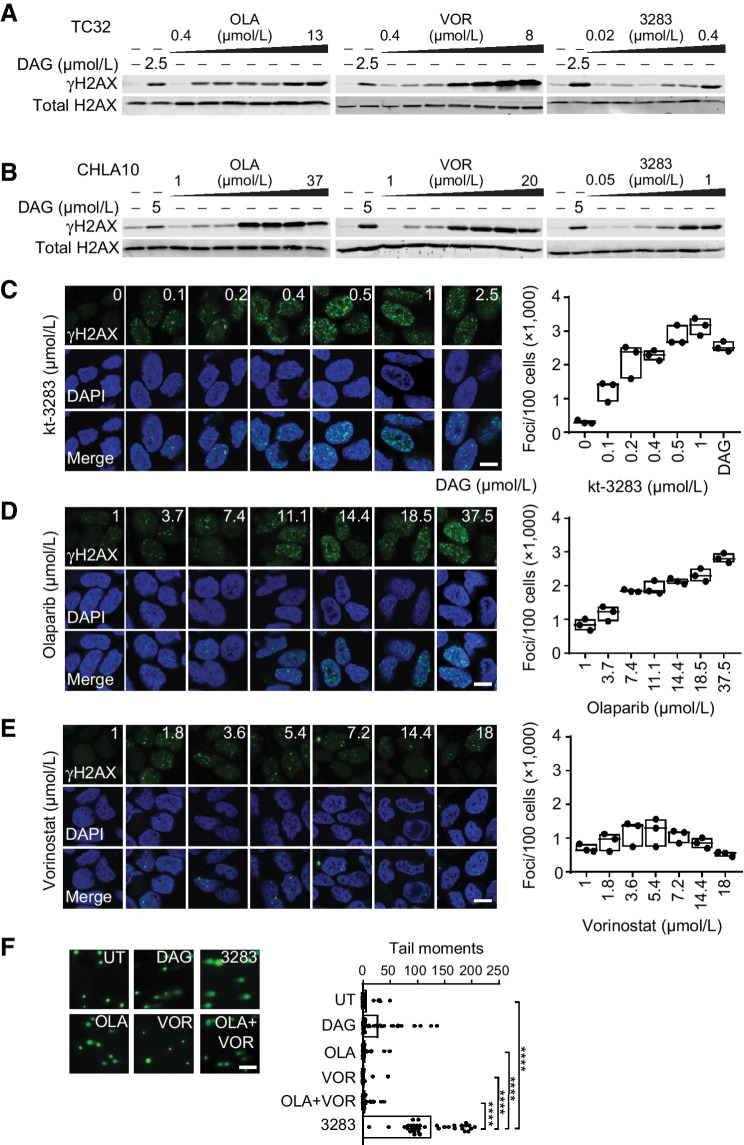 Figure 4. kt-3283 treatment induces DNA damage in Ewing sarcoma cells. A, TC32 cells treated with 2.5 μmol/L DAG or increasing doses of olaparib (0.4–13 μmol/L), vorinostat (0.4–8 μmol/L), or kt-3283 (0.02–0.4 μmol/L) for 24 hours and analyzed for γH2AX expression by Western blotting. B, CHLA10 cells treated with 5 μmol/L DAG or increasing doses of olaparib (1–37 μmol/L), vorinostat (1–20 μmol/L), or kt-3283 (0.05–1 μmol/L) for 24 hours and analyzed as in A. C–E, CHLA10 cells treated with DAG (2.5 μmol/L) or increasing doses of kt-3283 (0–1 μmol/L) (C), olaparib (1–37.5 μmol/L) (D), or vorinostat (1–18 μmol/L) (E) for 24 hours were analyzed for γH2AX foci by immunofluorescence and confocal microscopy imaging. Scale bar represents 10 μm. F, CHLA10 cells treated with 1 μmol/L kt-3283, olaparib, vorinostat, or olaparib + vorinostat followed by comet assay as described in “Materials and Methods.” 5 μmol/L DAG was included as positive control. Scale bar represents 200 μm. ****, P < 0.0001.