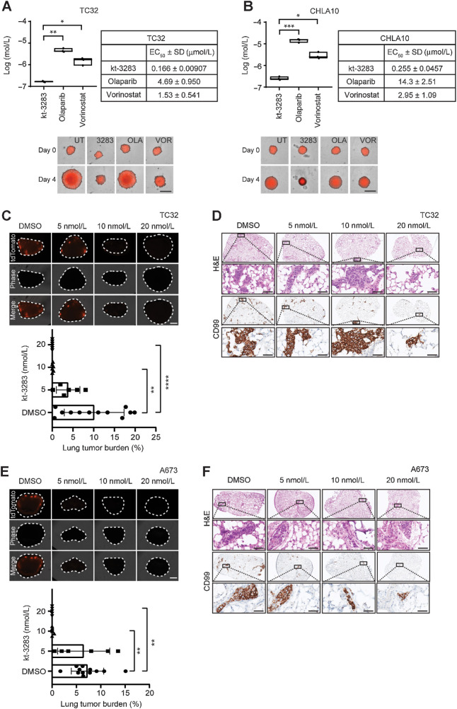 Figure 5. kt-3283 inhibits 3D spheroid growth and metastasis of Ewing sarcoma cells. A, TC32 spheroid growth following 4 days of treatment with increasing concentrations of kt-3283, olaparib, or vorinostat was monitored using the IncuCyte Spheroid Analysis system. The EC50 values were calculated as the concentration required for 50% inhibition of growth from nonlinear regression plots using GraphPad Prism8 software. Representative images of TC32 spheroids at day 0 and day 4 with DMSO, 1 μmol/L kt-3283, 1 μmol/L olaparib, or 1 μmol/L vorinostat are shown with scale bars representing 400 μm. *, P < 0.05; **, P < 0.01. B, CHLA10 spheroid growth following 4-day treatment with increasing concentrations of kt-3283, olaparib, or vorinostat was also examined using the same experimental procedures as mentioned in A. Representative images of CHLA10 3D spheroids at day 0 and day 4 with DMSO, 1 μmol/L kt-3283, 1 μmol/L olaparib, or 1 μmol/L vorinostat are shown with scale bars representing 400 μm. *, P < 0.05; ***, P < 0.001. C, Lung tumor burden following 14 days of treatment with vehicle, 5,10, or 20 nmol/L of kt-3283. n = 5–12. Representative fluorescence images of tdTomato TC32 cells in lung slices following 14 days of treatment with 5, 10, or 20 nmol/L of kt-3283. Scale bar represents 1 mm. **, P < 0.01; ****, P < 0.0001. D, Representative H&E and CD99 staining images of TC32 Ewing sarcoma cells in PuMA lung sections following 14 days of treatment with 5, 10, or 20 nmol/L of kt-3283. The respective zoomed images from the insets (top) are shown below each image. Scale bar represents 50 μm. E, Lung tumor burden following 14 days of treatment with vehicle, 5,10 or 20 nmol/L of kt-3283. n = 5–12. Representative fluorescence images of tdTomato A673 cells in lung slices following 14 days of treatment with 5, 10, or 20 nmol/L of kt-3283. Scale bar represents 1 mm. **, P < 0.01. F, Representative H&E and CD99 staining images of A673 Ewing sarcoma cells in PuMA lung sections following 14 days of treatment with 5, 10 or 20 nmol/L of kt-3283. The respective zoomed images from the insets (top) are shown below each image. Scale bar represents 50 μm.